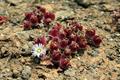 Ice plant